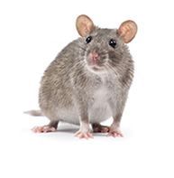 deratizace myší a potkanů