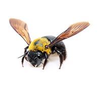 likvidace vos a sršní