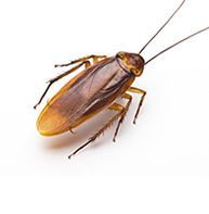 deratizace švábi rusi